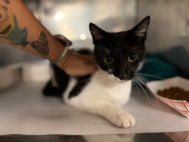 Batgirl - Domestic Short Hair
