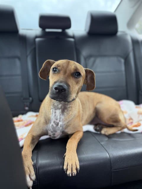 Max - Black Mouth Cur