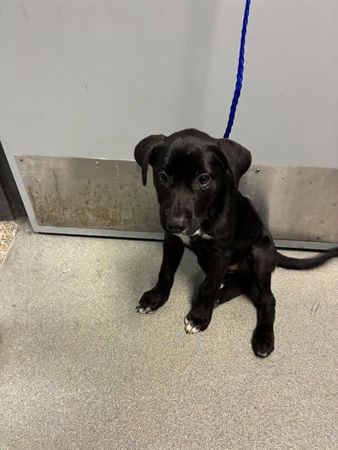 Meme - Labrador Retriever