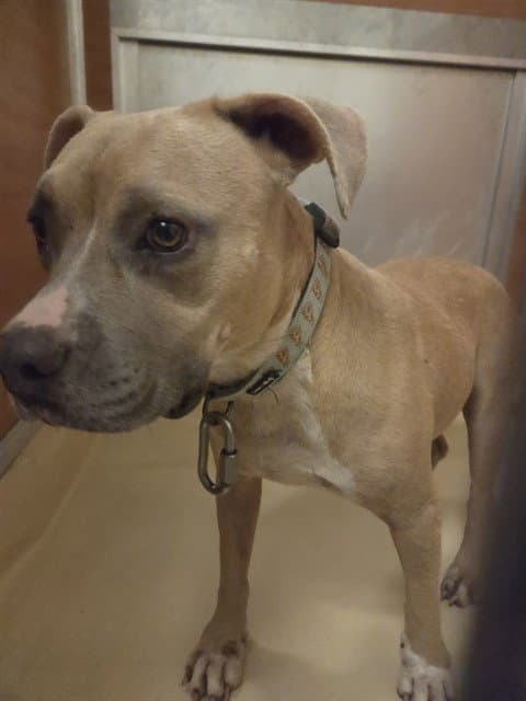 Milly - Pit Bull Terrier