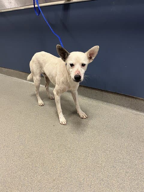 Echo - Rat Terrier