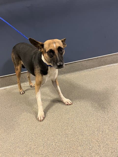 Astra - Rat Terrier