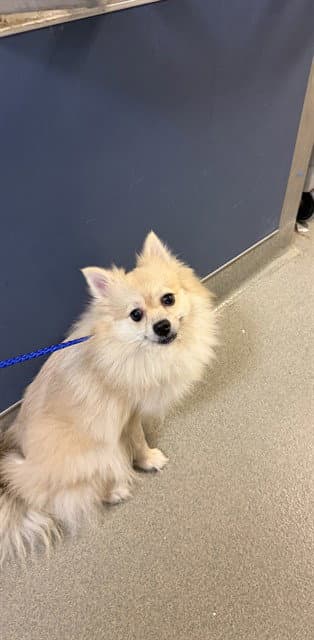 Taxi - Pomeranian