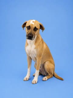 Bruno image 1