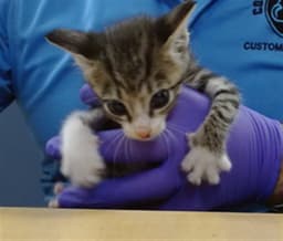 Kiki image 1