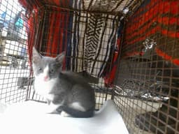 Gabbi image 1