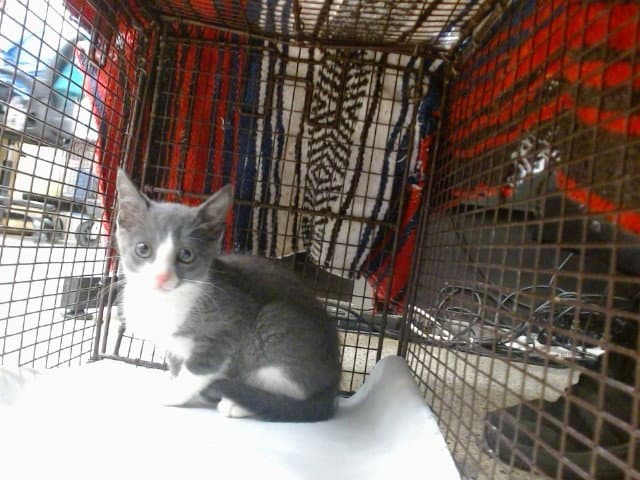 Gabbi - Domestic Short Hair
