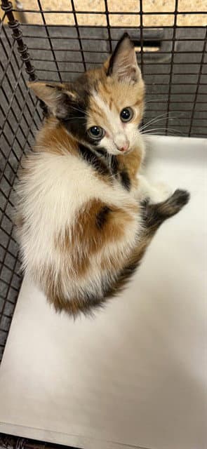 Milly - Domestic Short Hair