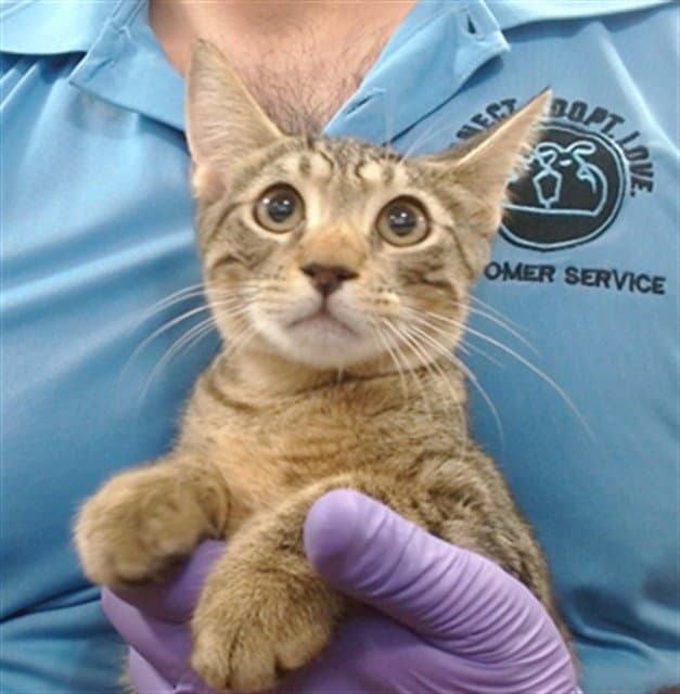 Arnold - Domestic Short Hair