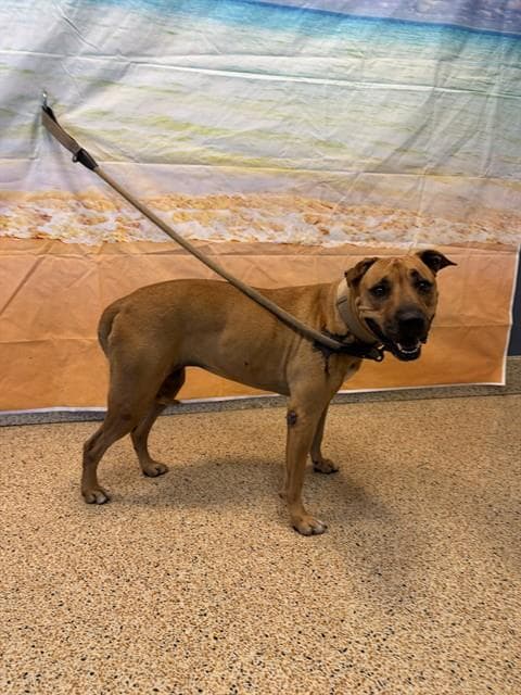 Crystal - American Bulldog