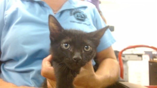 Lala - Domestic Short Hair