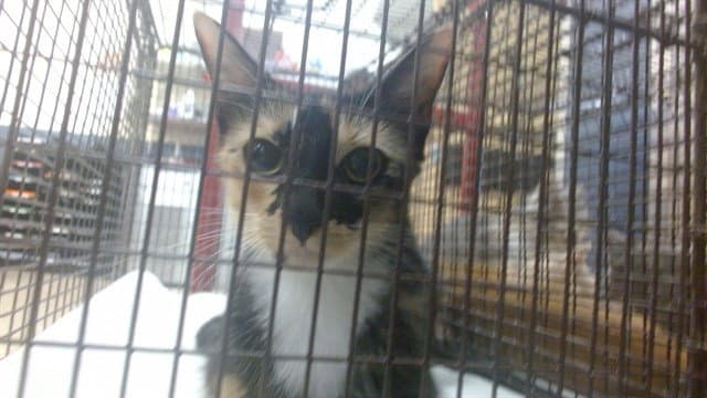 Bella - Domestic Short Hair
