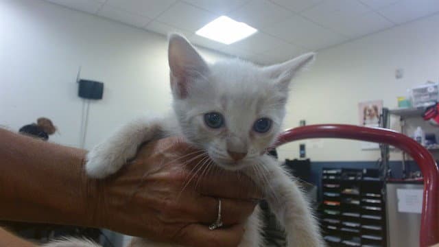Isabell - Domestic Short Hair