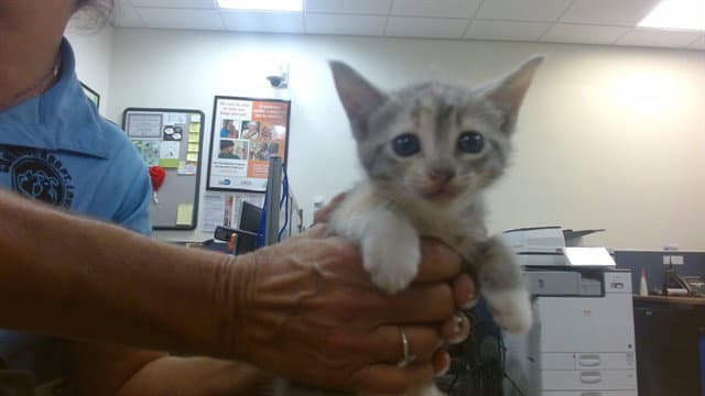 Isacali - Domestic Short Hair