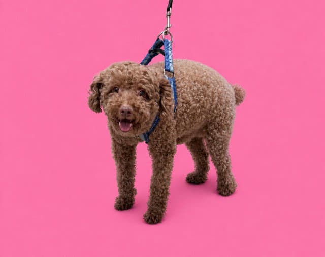 Coffee - Poodle (Miniature)