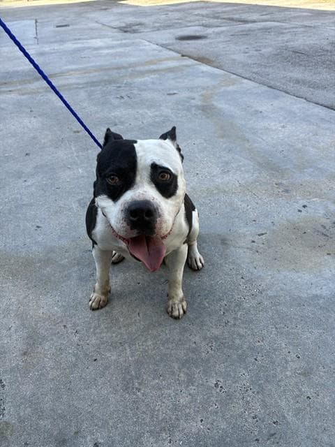 Panda - American Bulldog