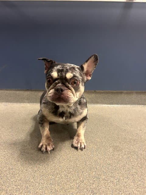 Coco - French Bulldog