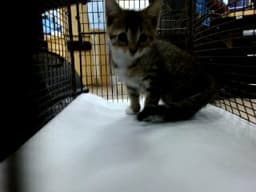 Addison image 1
