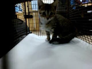 Addison - Domestic Short Hair
