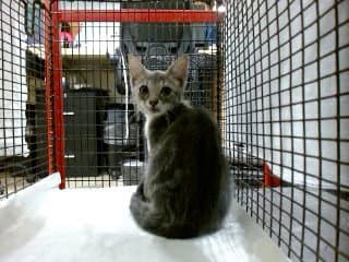 Lobster - Domestic Short Hair