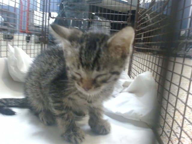 Mike - Domestic Short Hair