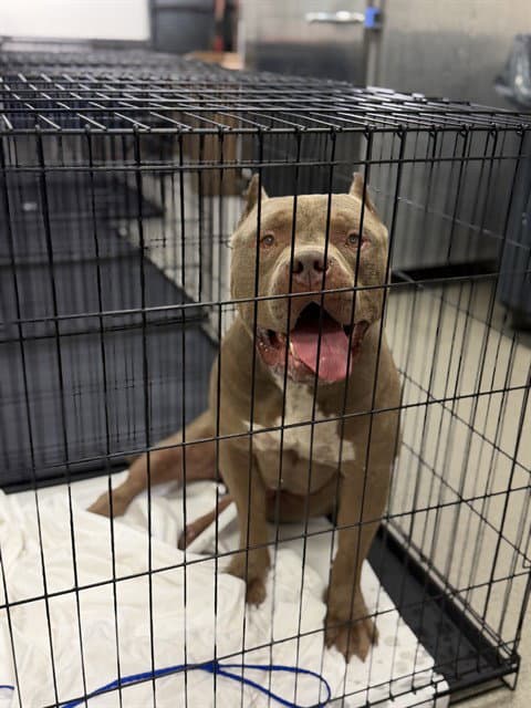 Bruce - American Bulldog