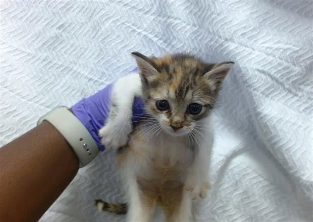 Stormi - Domestic Short Hair