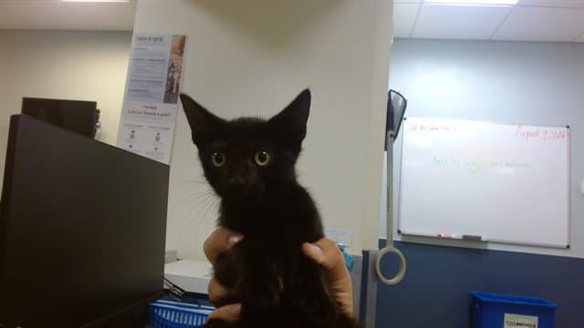 Bea - Domestic Short Hair