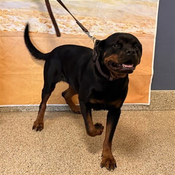 Bella - Rottweiler