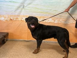 Rocco image 1