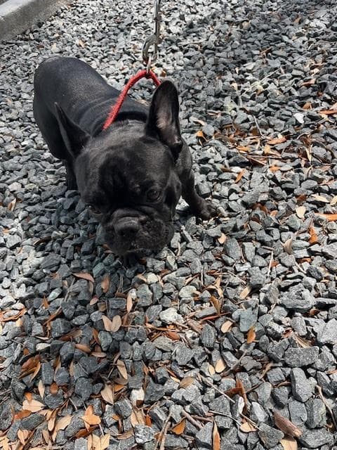 Dave - French Bulldog