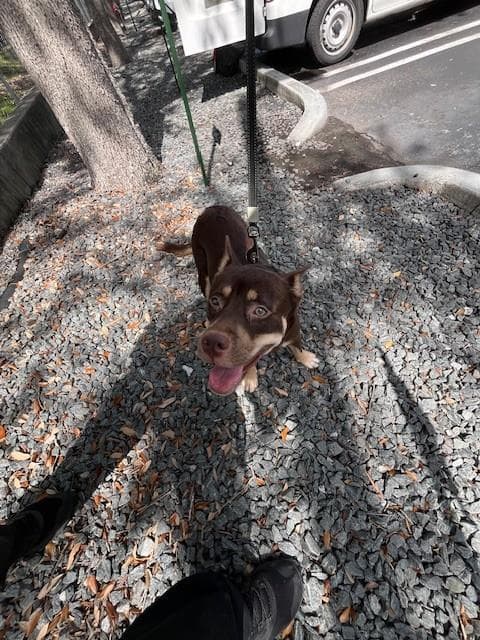 Sally - Australian Kelpie