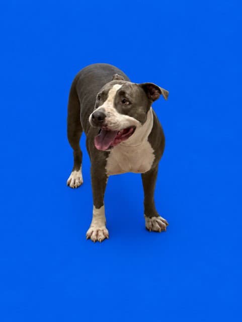 Mina - American Pit Bull Terrier
