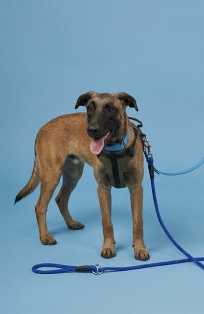 Aston - German Shepherd Dog