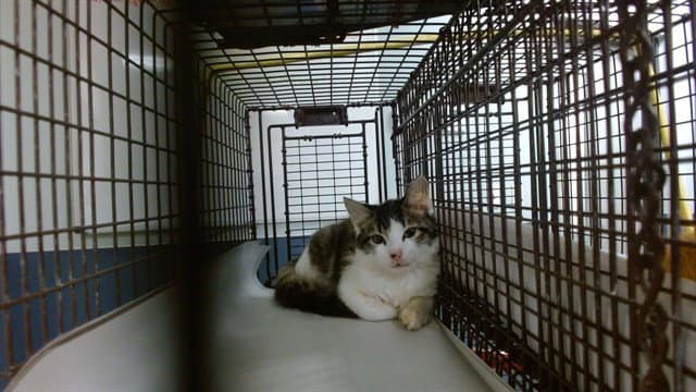 Jack - Domestic Short Hair