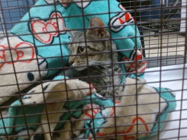 Bella - Domestic Short Hair