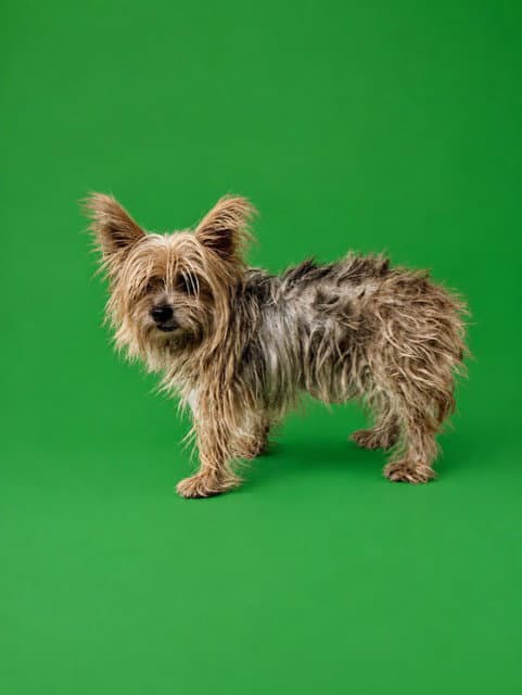 Molly - Yorkshire Terrier Yorkie