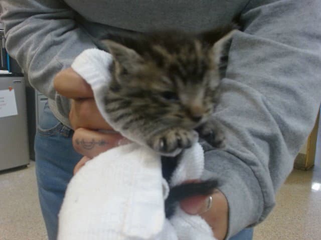 Apollo - Domestic Short Hair