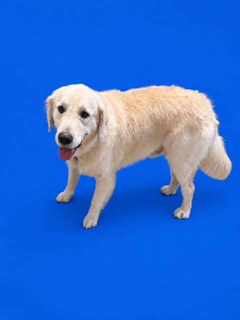 Sam - Golden Retriever