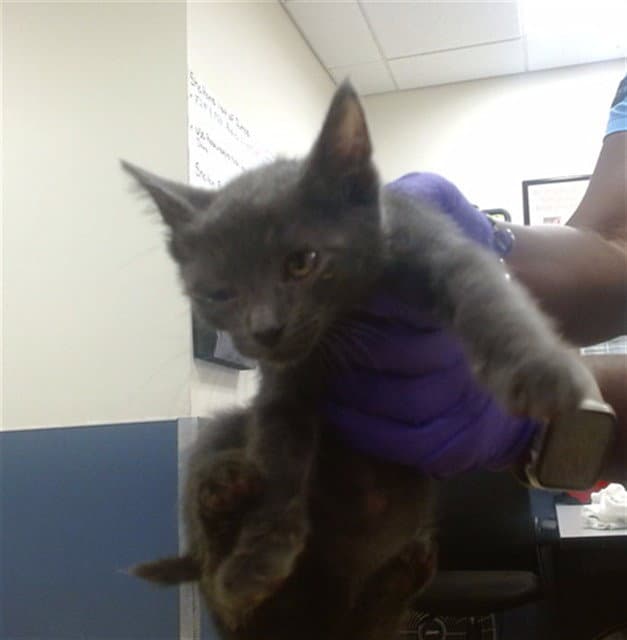Comet - Domestic Short Hair