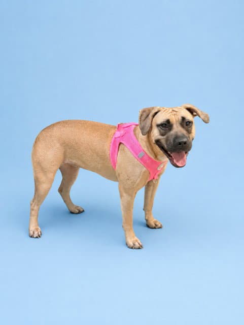 Esponjita - Black Mouth Cur
