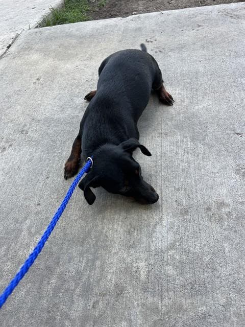 Shy - Dachshund