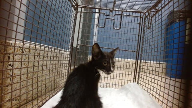 Mia - Domestic Short Hair
