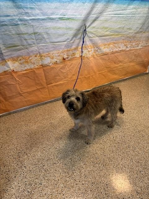 Rancha - Border Terrier