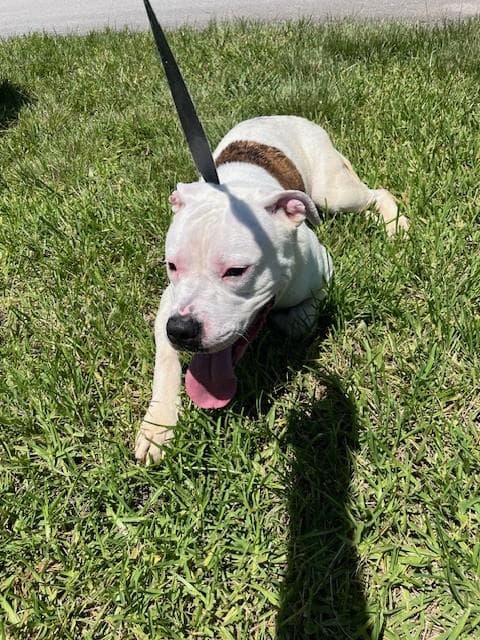Chico - American Bulldog