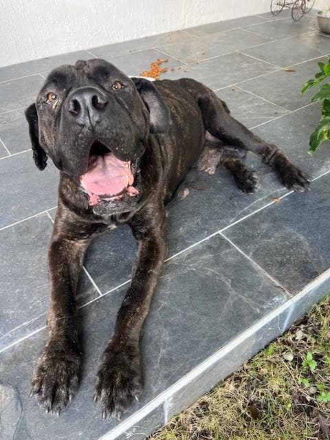Valerie - Mastiff