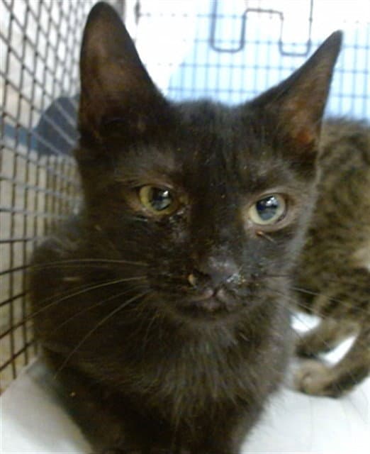 Linnet - Domestic Short Hair