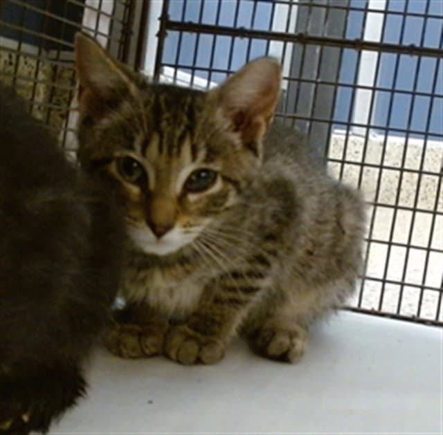 Rose - Domestic Short Hair
