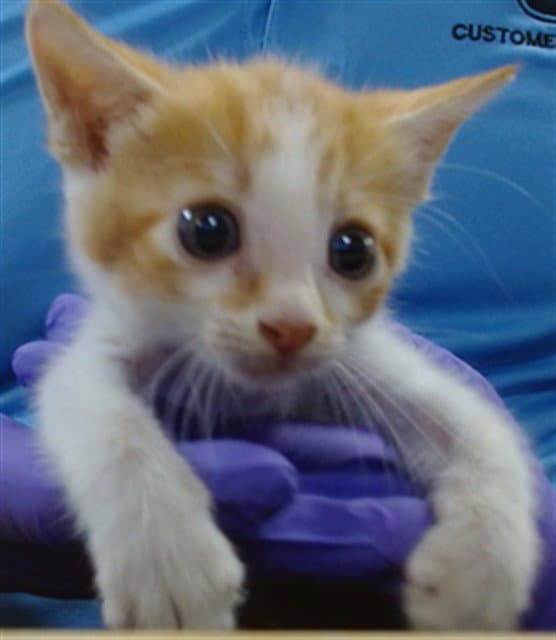 Skylark - Domestic Short Hair