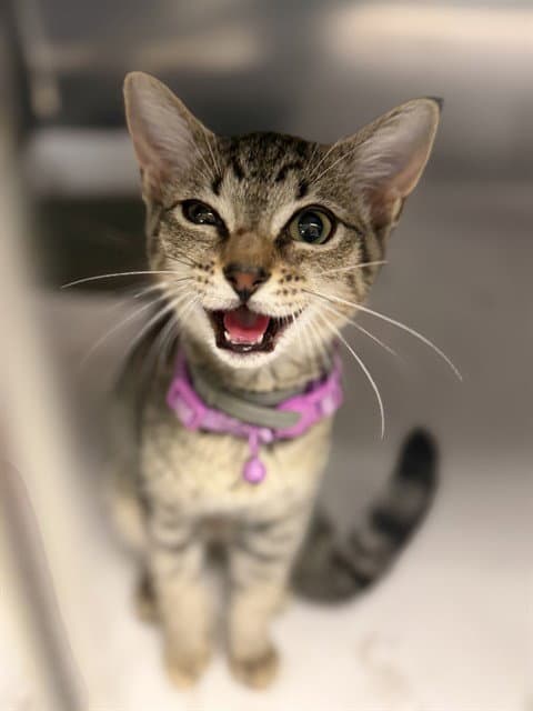 Stacy - Domestic Short Hair